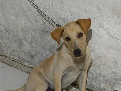 Cachorro raça SRD-ViraLata idade 2 a 6 meses nome Dudu 