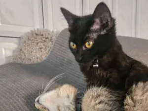 Gato raça SRD-ViraLata idade 2 a 6 meses nome Sem nome 