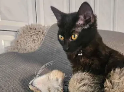 Gato raça SRD-ViraLata idade 2 a 6 meses nome Sem nome 