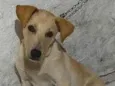 Dudu 