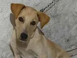 Cachorro raça SRD-ViraLata idade 2 a 6 meses nome Dudu 