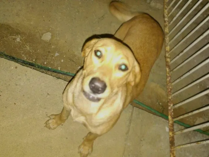 Cachorro raça Labrador idade 7 a 11 meses nome Catharina 