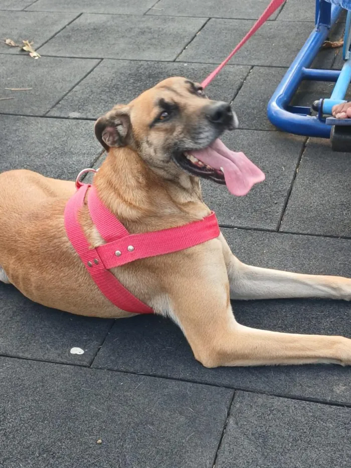 Cachorro raça SRD-ViraLata idade 4 anos nome Scooby