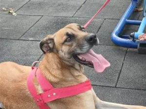 Cachorro raça SRD-ViraLata idade 4 anos nome Scooby