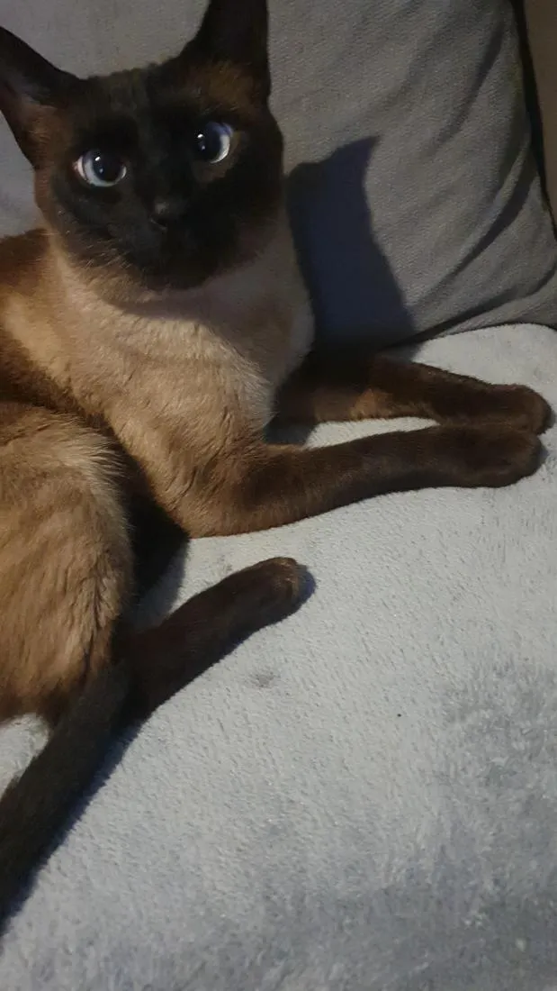 Gato raça Siamês idade 4 anos nome Memphis