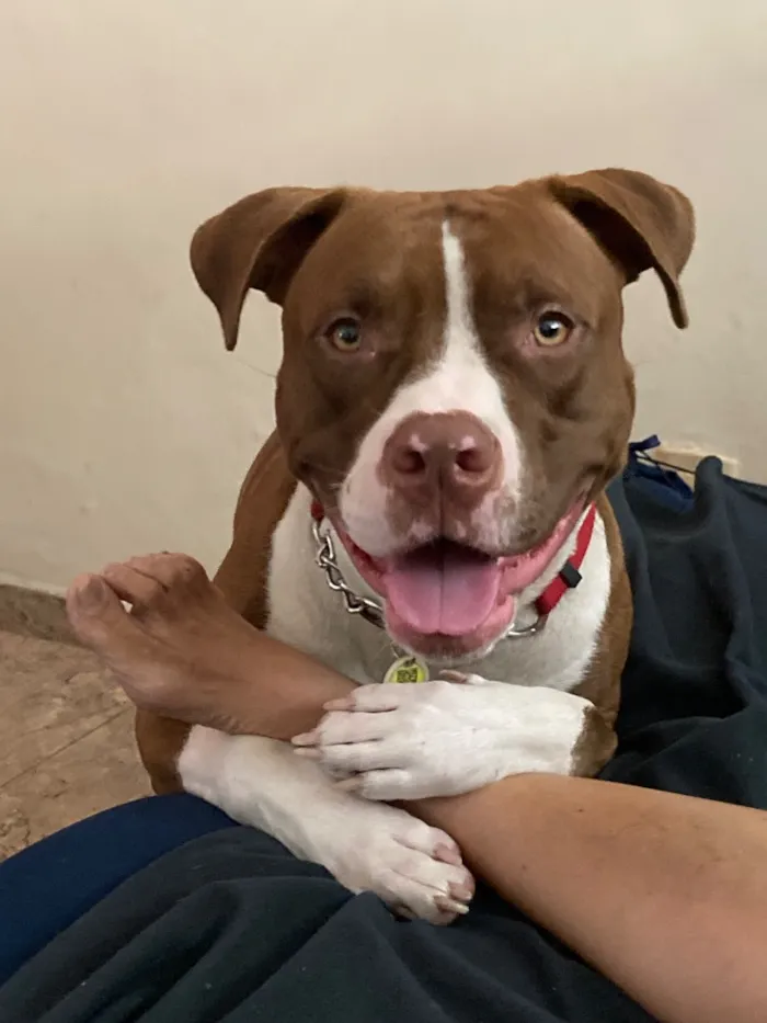 Cachorro raça Pit-Bull idade 1 ano nome Luna