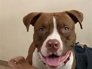 Cachorro raça Pit-Bull idade 1 ano nome Luna