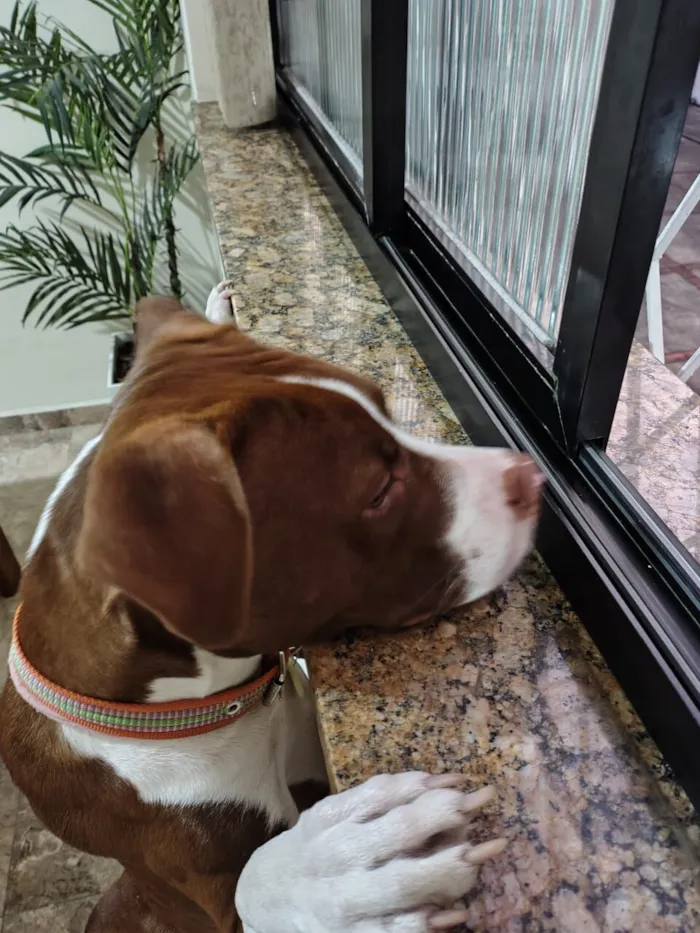 Cachorro raça Pit-Bull idade 1 ano nome Luna