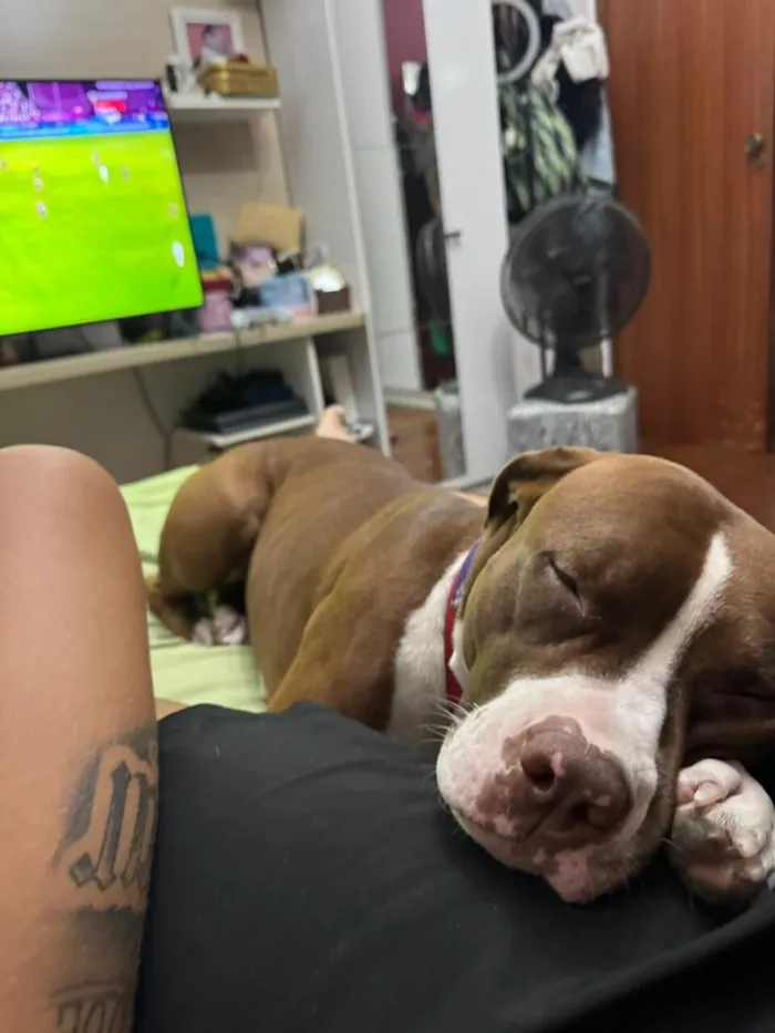 Cachorro raça Pit-Bull idade 1 ano nome Luna