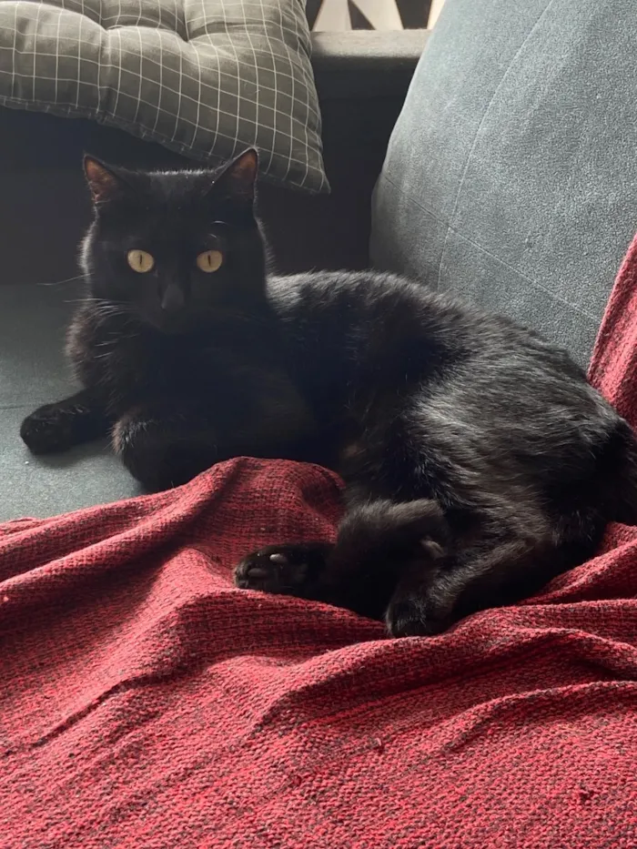 Gato raça SRD-ViraLata idade 1 ano nome Não tem 