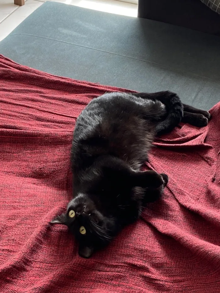 Gato raça SRD-ViraLata idade 1 ano nome Não tem 