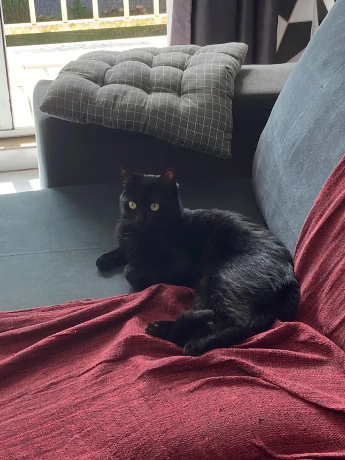 Gato raça SRD-ViraLata idade 1 ano nome Não tem 