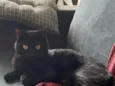 Não tem 