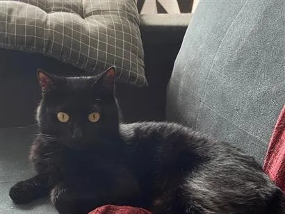 Gato raça SRD-ViraLata idade 1 ano nome Não tem 