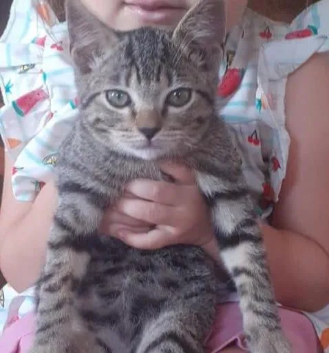 Gato raça SRD-ViraLata idade 2 a 6 meses nome Buguenton