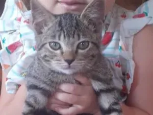 Gato raça SRD-ViraLata idade 2 a 6 meses nome Buguenton