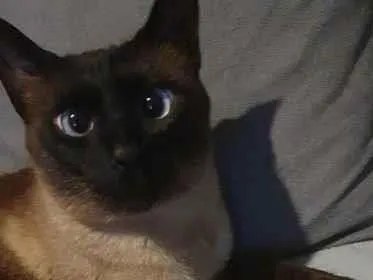 Gato raça Siamês idade 4 anos nome Memphis