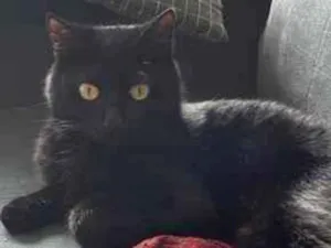 Gato raça SRD-ViraLata idade 1 ano nome Não tem 