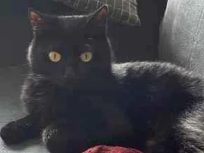 Gato raça SRD-ViraLata idade 1 ano nome Não tem 
