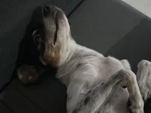 Cachorro raça Pinscher idade 2 anos nome Frederico 