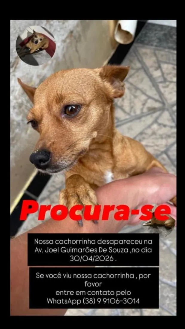 Cachorro raça Pinscher idade 6 ou mais anos nome mel