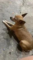 mel