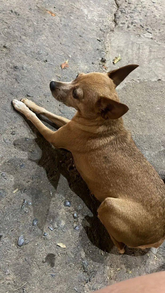 Cachorro raça Pinscher idade 6 ou mais anos nome mel