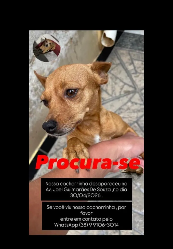 Cachorro raça Pinscher idade 6 ou mais anos nome mel