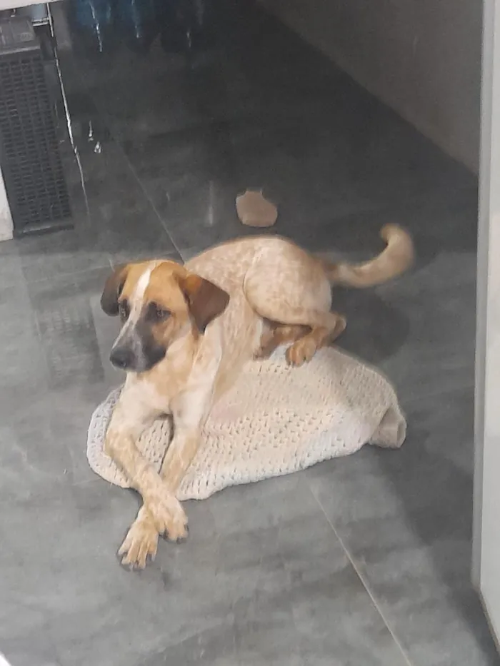 Cachorro raça SRD-ViraLata idade 1 ano nome Luna