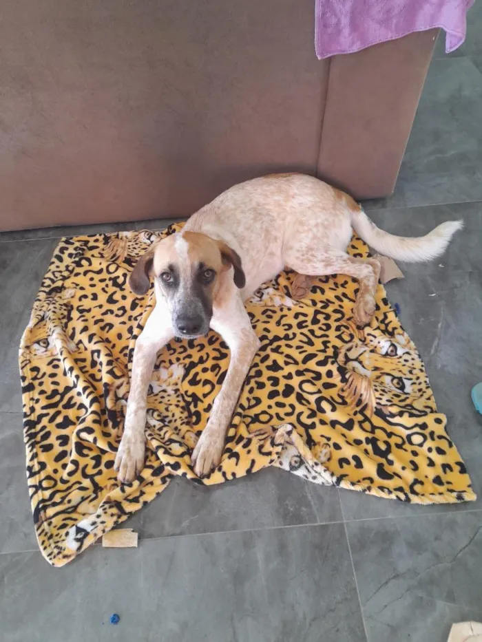 Cachorro raça SRD-ViraLata idade 1 ano nome Luna