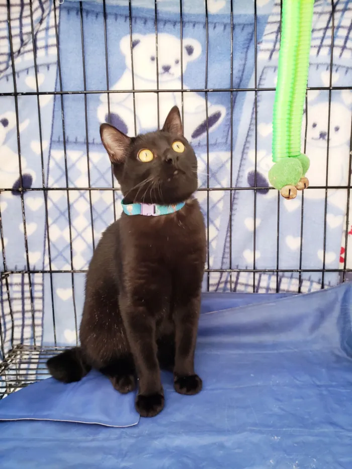 Gato raça SRD-ViraLata idade 2 a 6 meses nome Zorro