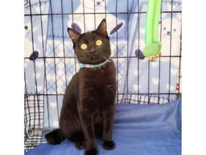 Gato raça SRD-ViraLata idade 2 a 6 meses nome Zorro
