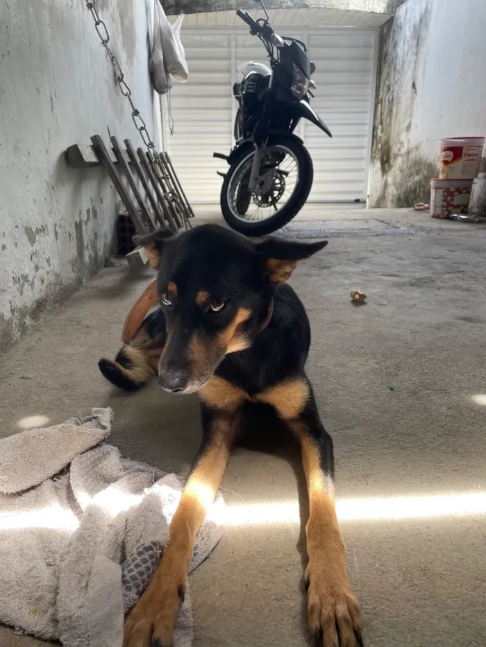 Cachorro raça Pastor Alemão idade 4 anos nome Luna