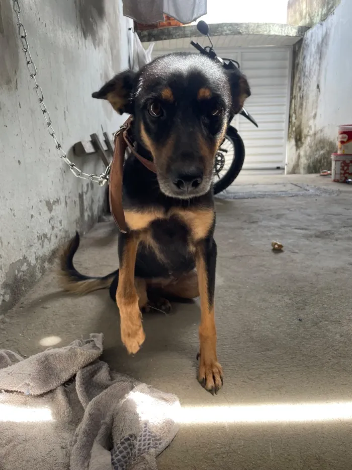 Cachorro raça Pastor Alemão idade 4 anos nome Luna