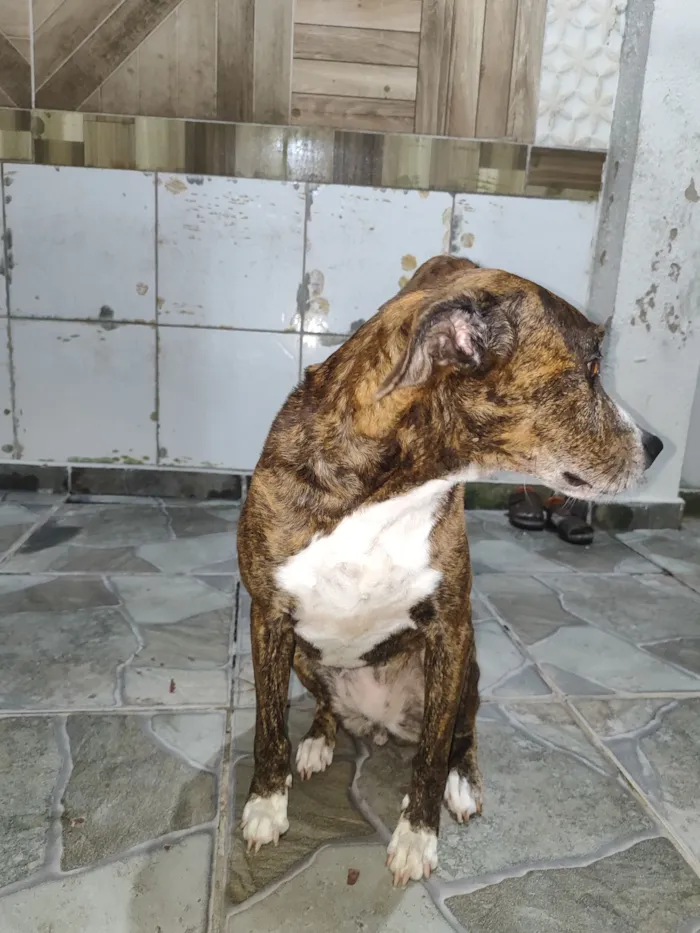 Cachorro raça SRD-ViraLata idade 6 ou mais anos nome Nina 
