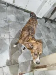 Nina 