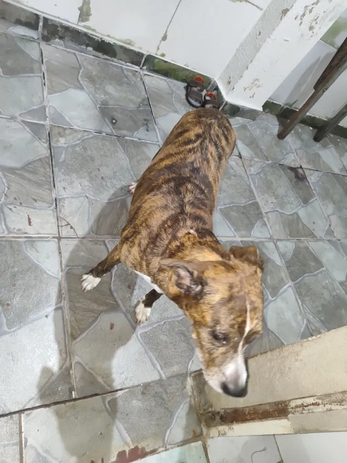 Cachorro raça SRD-ViraLata idade 6 ou mais anos nome Nina 