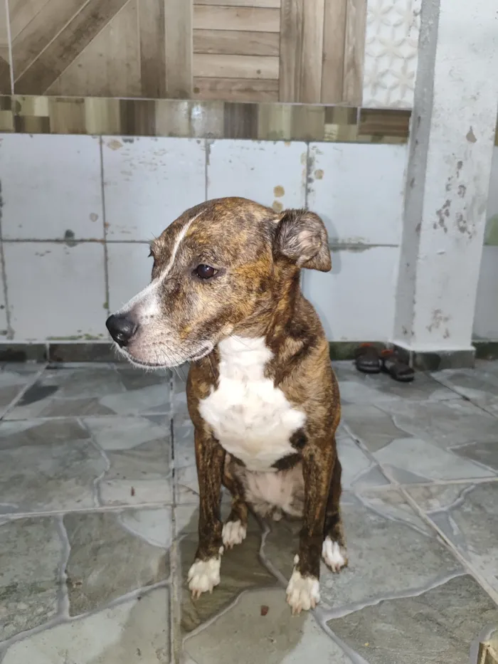 Cachorro raça SRD-ViraLata idade 6 ou mais anos nome Nina 