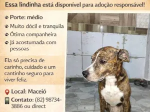 Cachorro raça SRD-ViraLata idade 6 ou mais anos nome Nina 