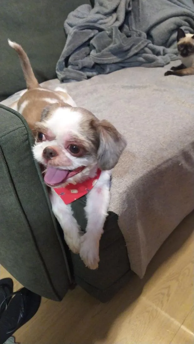 Cachorro raça Shitzu idade 5 anos nome Bolt