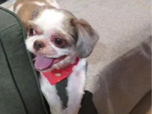 Cachorro raça Shitzu idade 5 anos nome Bolt