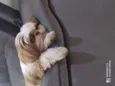 Bolt
