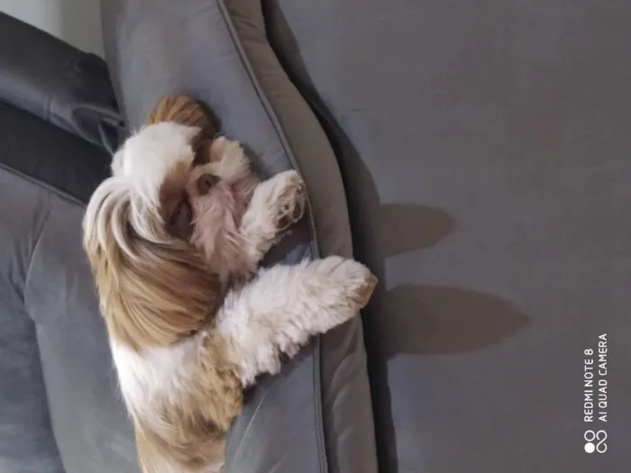 Cachorro raça Shitzu idade 5 anos nome Bolt