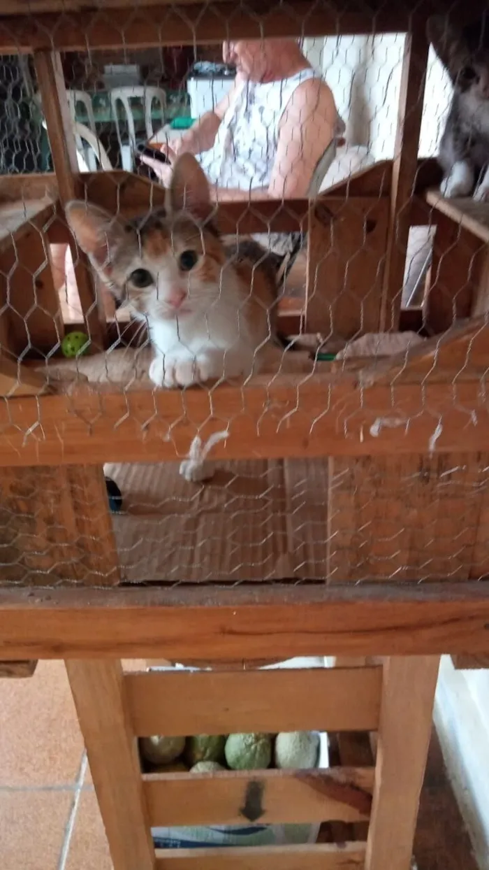 Gato raça SRD-ViraLata idade 2 a 6 meses nome Tricolorzinha