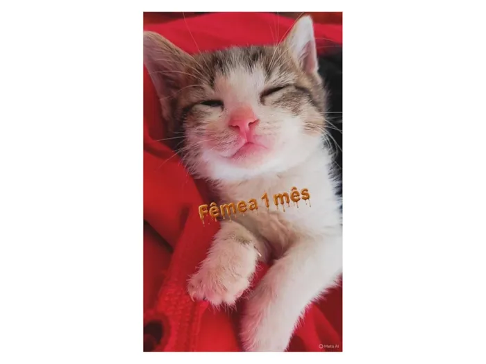 Gato raça SRD-ViraLata idade Abaixo de 2 meses nome Gata