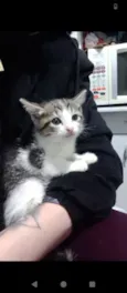 Gata