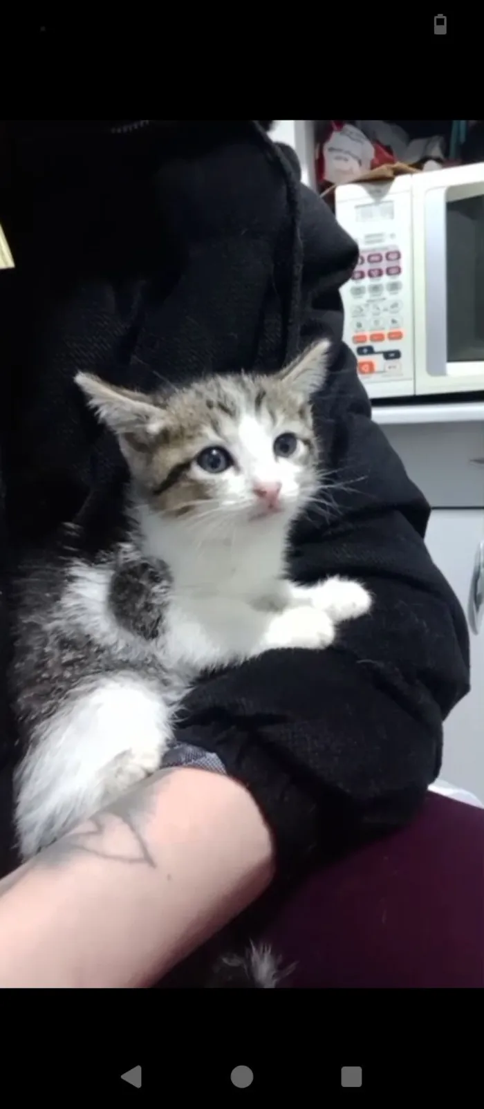 Gato raça SRD-ViraLata idade Abaixo de 2 meses nome Gata