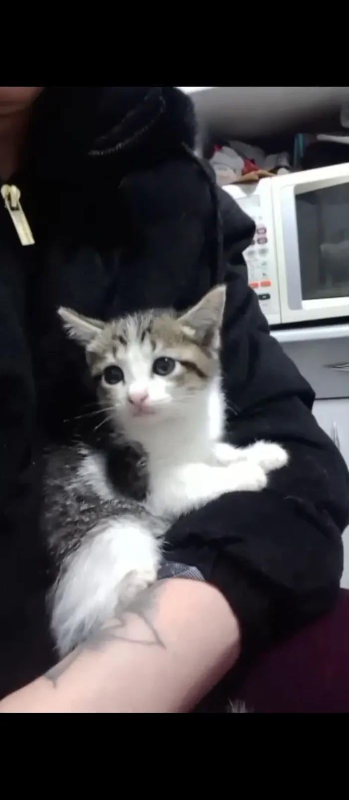 Gato raça SRD-ViraLata idade Abaixo de 2 meses nome Gata