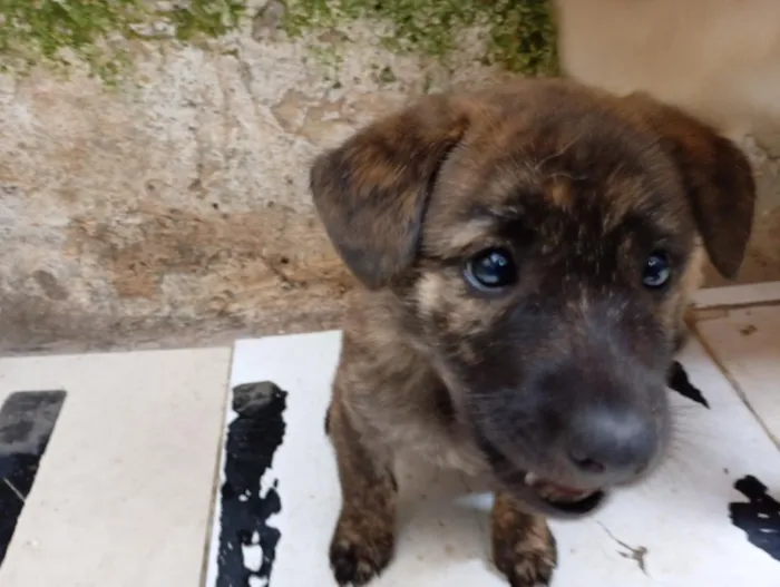 Cachorro raça SRD-ViraLata idade 2 a 6 meses nome filhote