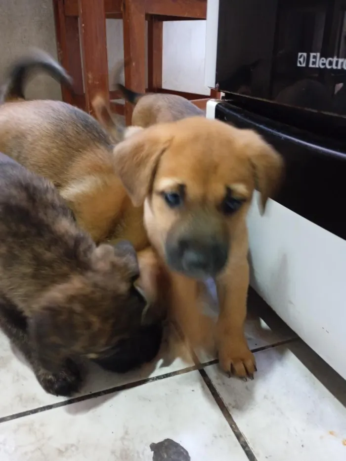 Cachorro raça SRD-ViraLata idade 2 a 6 meses nome filhote